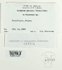 Uromyces appendiculatus image