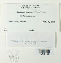 Uromyces appendiculatus image