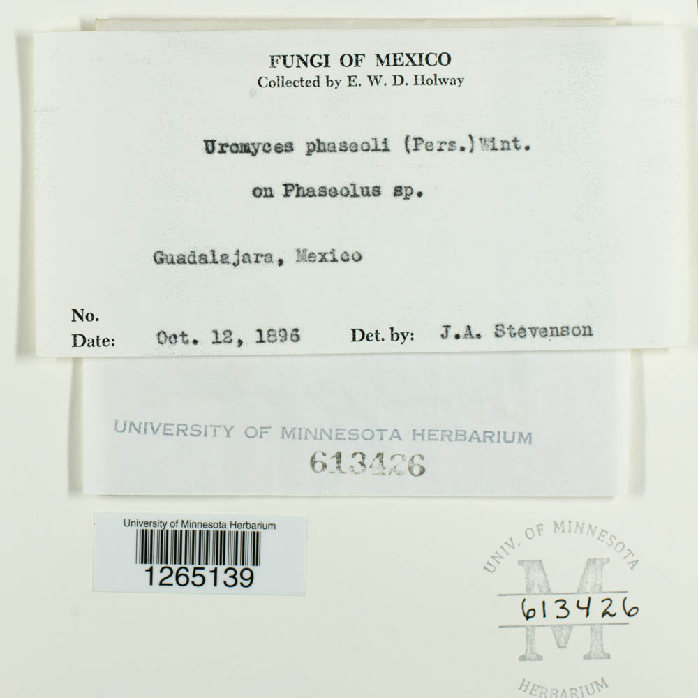 Uromyces appendiculatus image