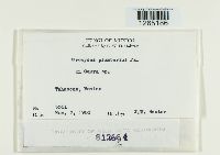 Uromyces plumbarius image