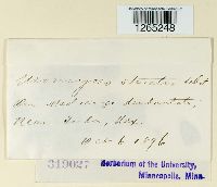 Uromyces striatus image