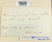 Uromyces striatus image