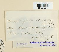 Uromyces striatus image