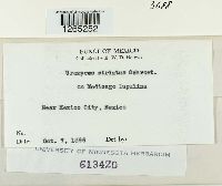 Uromyces striatus image