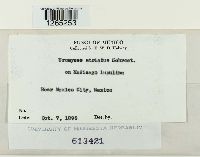 Uromyces striatus image