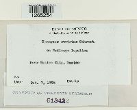 Uromyces striatus image