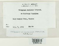 Uromyces striatus image