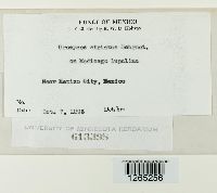 Uromyces striatus image