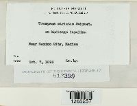 Uromyces striatus image