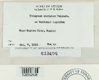 Uromyces striatus image