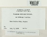 Uromyces striatus image