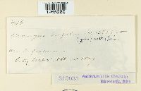 Uromyces trifolii image