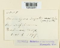 Uromyces trifolii image