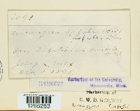 Uromyces trifolii image