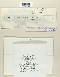 Uromyces trifolii image