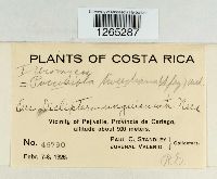 Uromyces triquetrus image