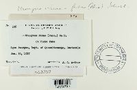 Uromyces viciae-fabae image