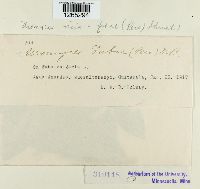 Uromyces viciae-fabae image