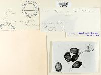 Uromyces viciae-fabae image