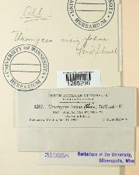 Uromyces viciae-fabae image