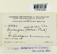 Uromyces asclepiadis image