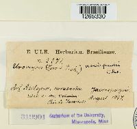 Uromyces asclepiadis image