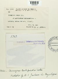 Uromyces asclepiadis image