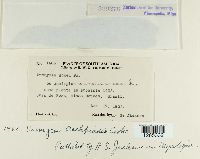 Uromyces asclepiadis image