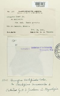 Uromyces asclepiadis image