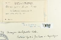 Uromyces asclepiadis image