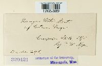 Uromyces cestri image