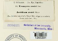 Uromyces cestri image