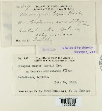 Uromyces cestri image