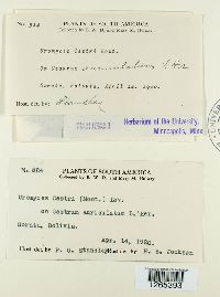 Uromyces cestri image