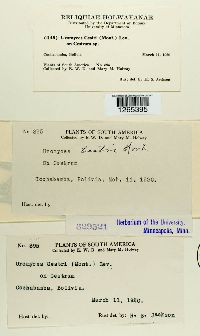 Uromyces cestri image