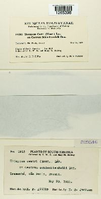 Uromyces cestri image