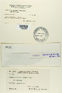 Uromyces cestri image