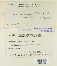 Uromyces cestri image