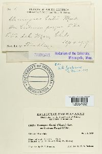 Uromyces cestri image