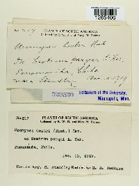 Uromyces cestri image