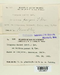 Uromyces cestri image