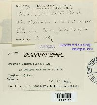 Uromyces cestri image