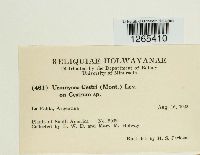 Uromyces cestri image