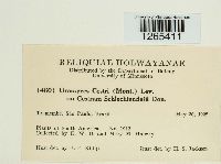 Uromyces cestri image