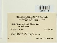 Uromyces cestri image