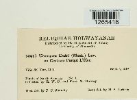 Uromyces cestri image