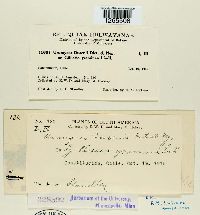 Uromyces dusenii image