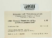 Uromyces dusenii image