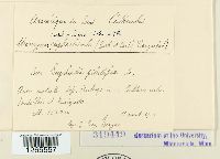 Uromyces euphorbiae image