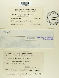 Uromyces euphorbiae image